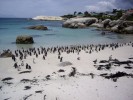 Penguins at Boulders Beach Penguins at Boulders Beach